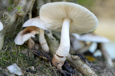 大自然中美丽的野生蘑菇