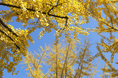 Mido-Ginkgo biloba