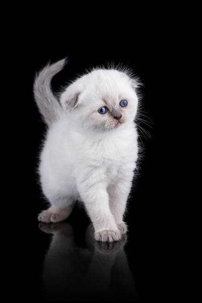 小猫