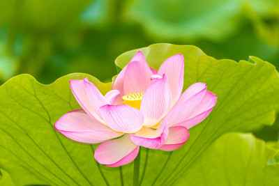 的莲花
