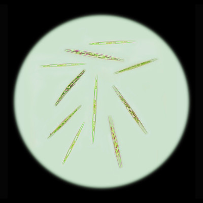浮游植物细胞-伪nitzschia sp.用电子显微镜拍摄。俄罗斯浮游植物样本，滨海边海，日本海，东