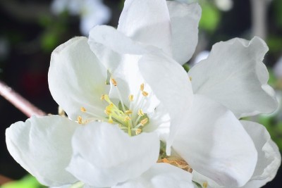 苹果花