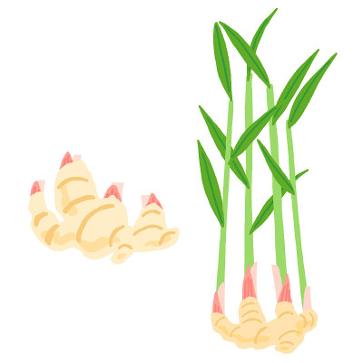 Set of leaf ginger and fresh ginger