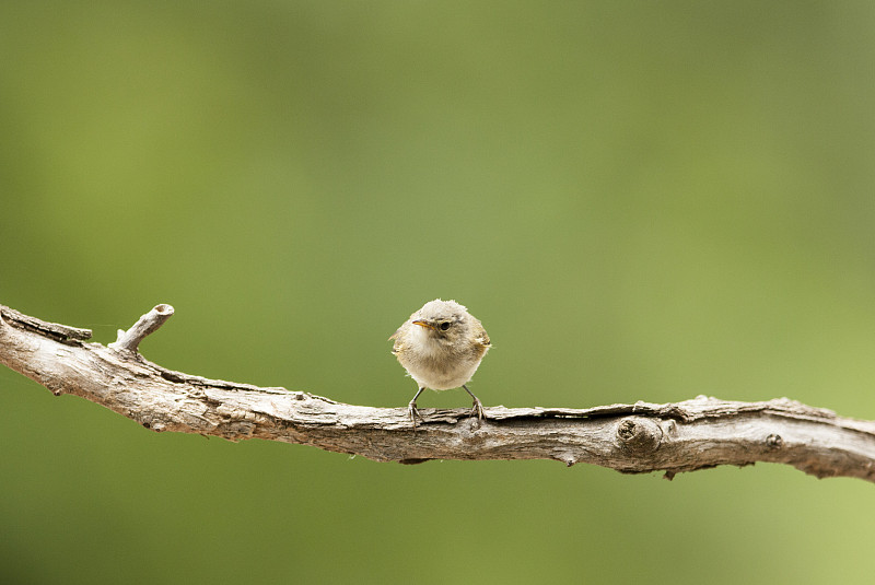 幼细糠(Phylloscopus collybita)