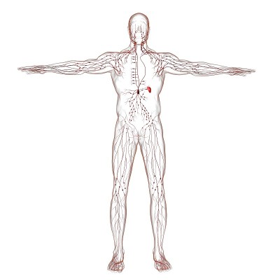 人体淋巴结解剖用于医学概念3D渲染
