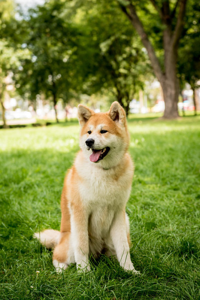 可爱的秋田犬在公园的肖像。