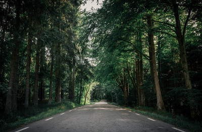 美丽的道路进入未知的森林，深暗的自然色彩，充满游览感的公路旅行