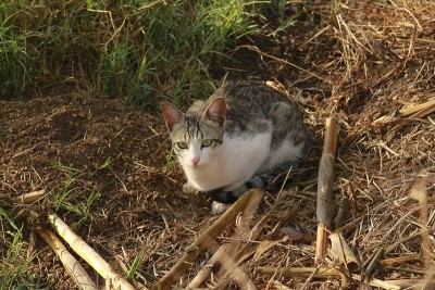 一只猫的眼神