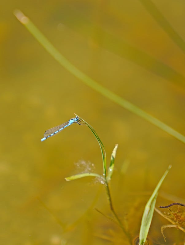 草地上的蓝色蜻蜓，背景是模糊的湖面