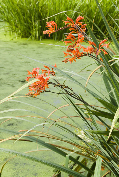 蒙特布雷提亚(Crocosmia masoniorum)