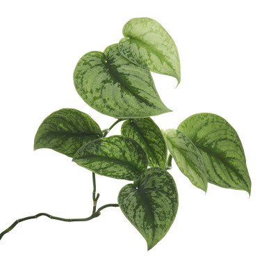 碧桃叶，锦缎植物，奇异的叶子孤立在白色的背景，与修剪路径