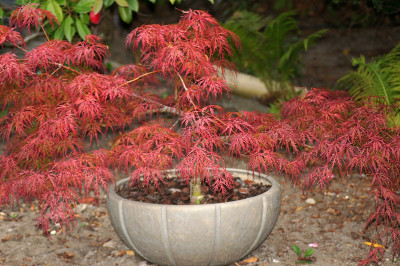 日本扇枫槭掌叶花盆