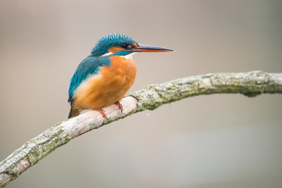 翠鸟(Alcedo atthis)