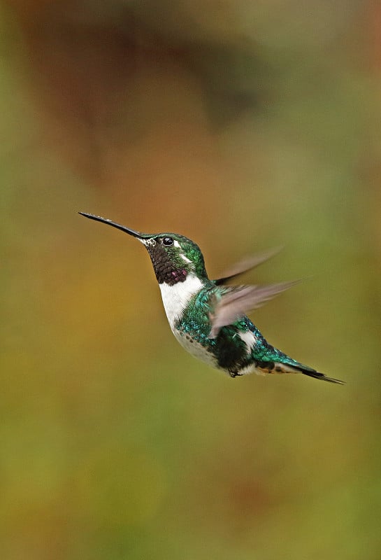 White-bellied Woodstar