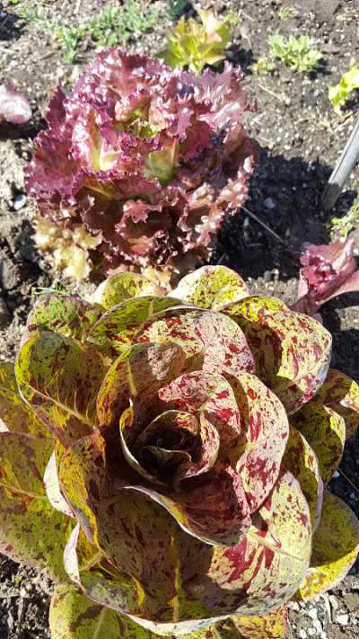 有雀斑的生菜