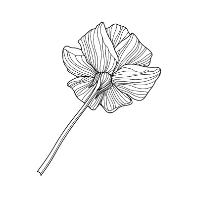 玫瑰花孤立在白色。手绘线向量