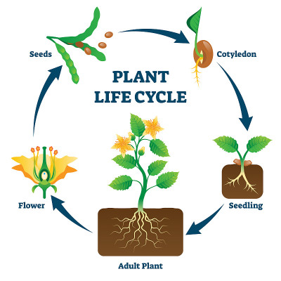 Plant life cycle vector illustration. Labeled educ