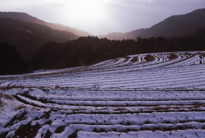 冬季的梯田