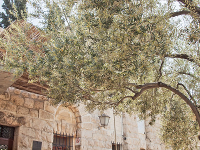 Jerusalem-Garden的客西马尼