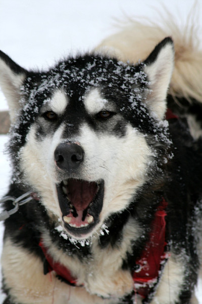 雪橇狗