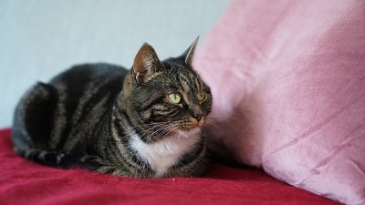小猫在沙发上休息