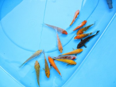 锦鲤