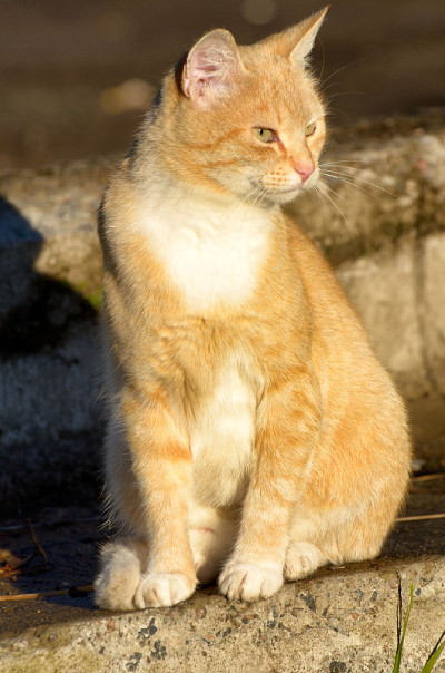 红猫出去打猎了。