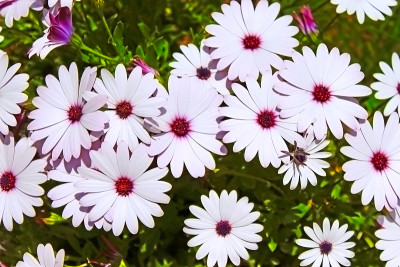 花园里漂亮的白花