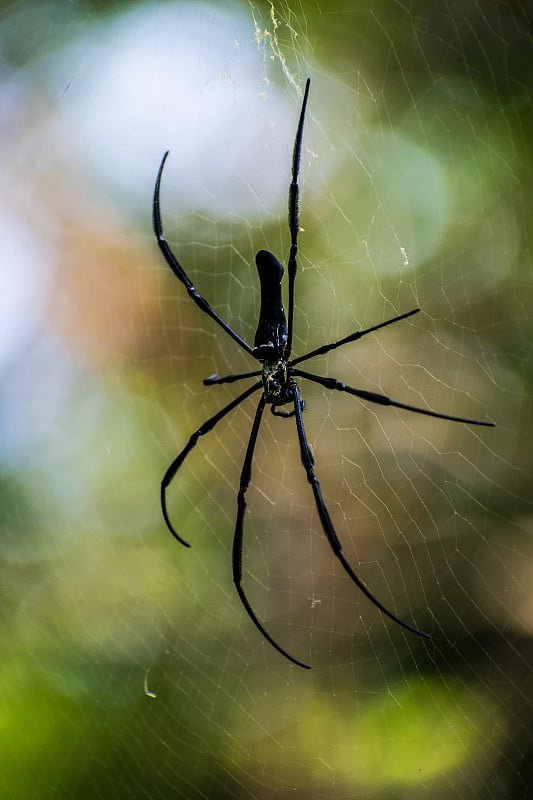 蜘蛛Nephila pilipes背射