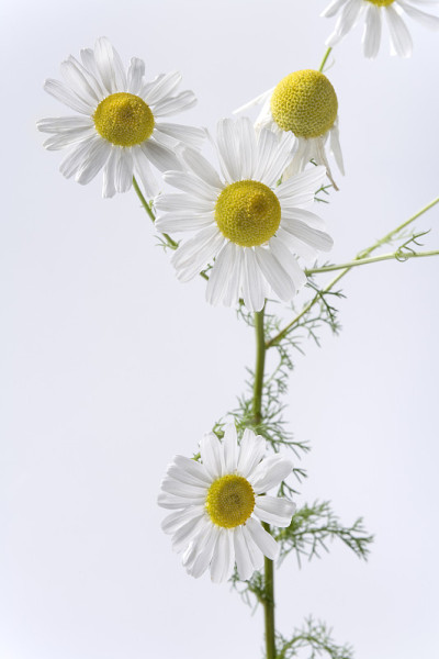 甘菊