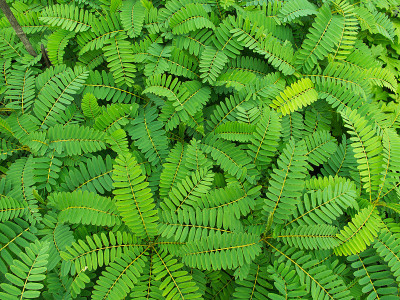 Sesban Green Tree的背景