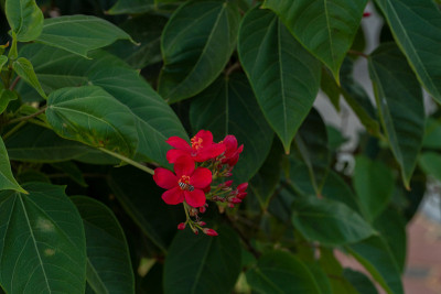 红色的花