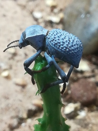 蓝色假死甲虫