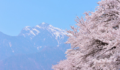 日本山梨县，樱花和海皇阁山