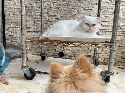 白色波斯猫，照顾博美犬。