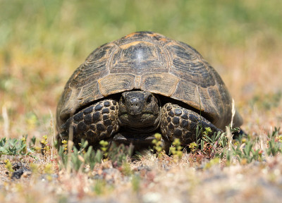 Turttle