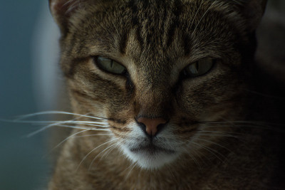 棕色虎斑猫靠近窗户。