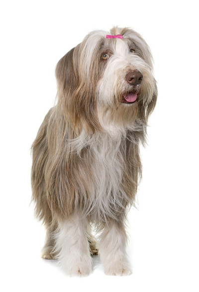 女性古代长须牧羊犬