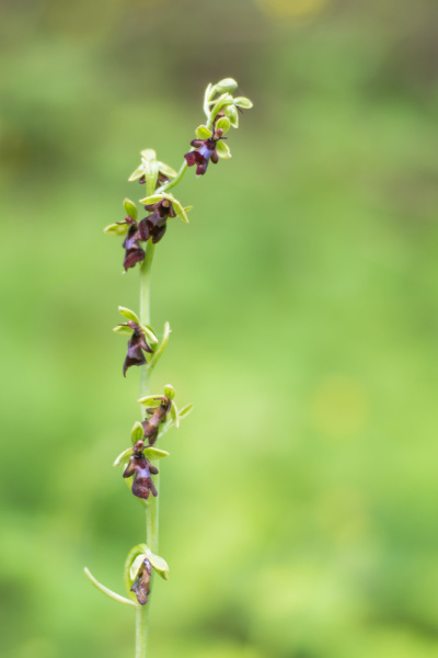 飞兰(Ophrys insectifera)花茎