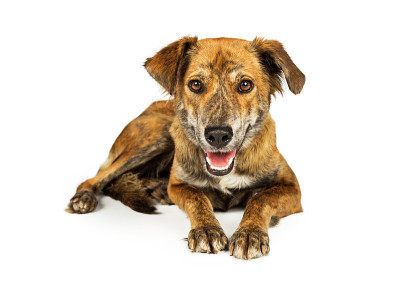 杂交猎犬躺在白色