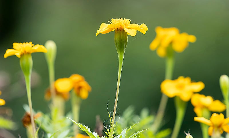 黄色的雏菊