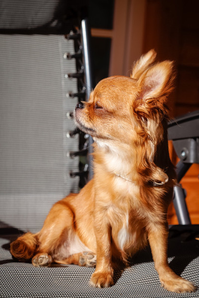 一种小型犬种吉娃娃