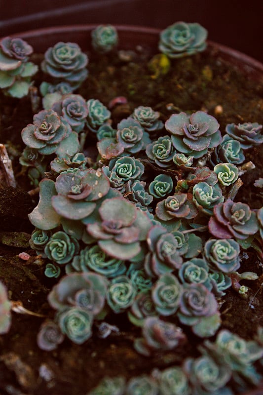 Aeonium