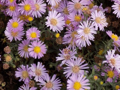 花坛中的欧洲米迦勒菊