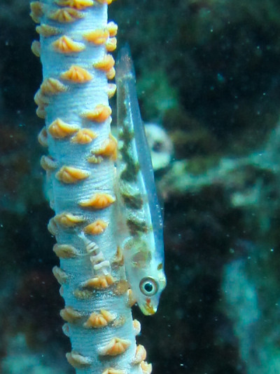 海鞭虾虎鱼