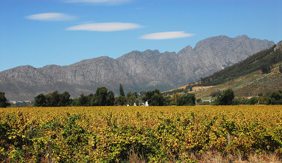 非洲- Franschhoek-泛黄的葡萄园全景