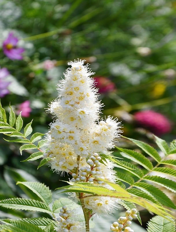 索巴利亚的白花