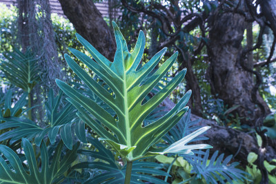 Philodendron Xanadu叶子的特写