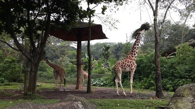 Girrafes吃草
