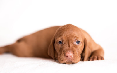 白色背景上的匈牙利维兹拉犬